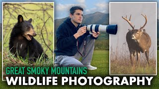 22 Black Bears in 2 Days!! Photographing Wildlife in Cades Cove - WILDLIFE PHOTOGRAPHY VLOG