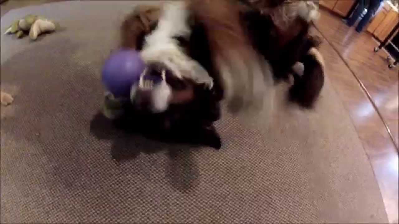 Barkbox Day is the BEST Day!!