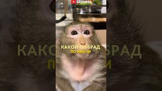 КАКОЙ ТЫ БРАД ПО ИМЕНИ 🐵 #music #beats #memes #animalcrossing #anime #beat #typebeat #instrumental