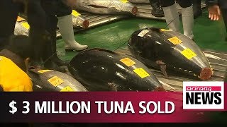 280kg Bluefin tuna nets US$3.1 million at Tokyo auction