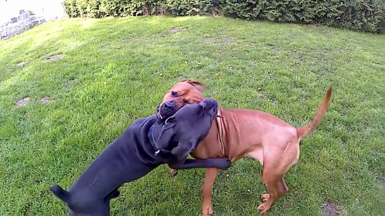 cane corso vs tosa inu dog fight 2 YouTube
