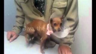 av veterinary orthopedic surgery