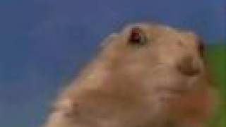 Dramatic Chipmunk Thinks Your Ugly!