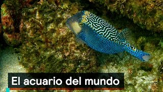 El acuario del mundo - Por el Planeta