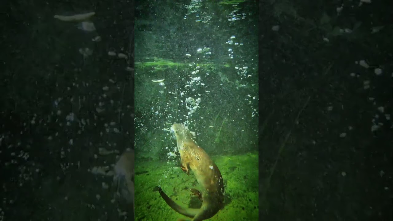 C’est l’heure du repas pour les loutres ! 🦦