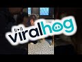 Buddy The Dog Upstages Baby Max || ViralHog