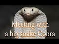 Встреча с огромной коброй / Meeting with a big snake Cobra