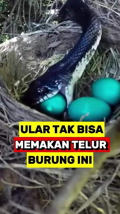 Ular Tidak Akan Bisa Memakan Telur Burung ini‼️