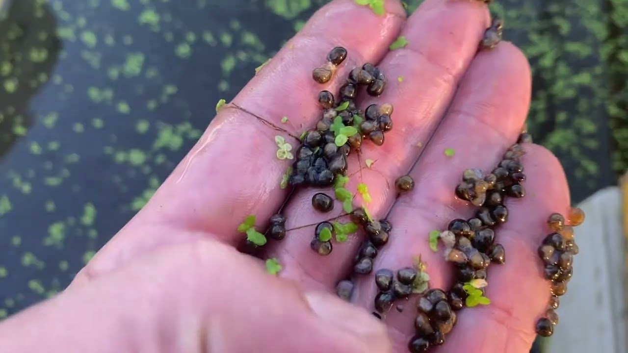 Chào các mợ các cậu ốc giống chứng giống alo e 0964886155