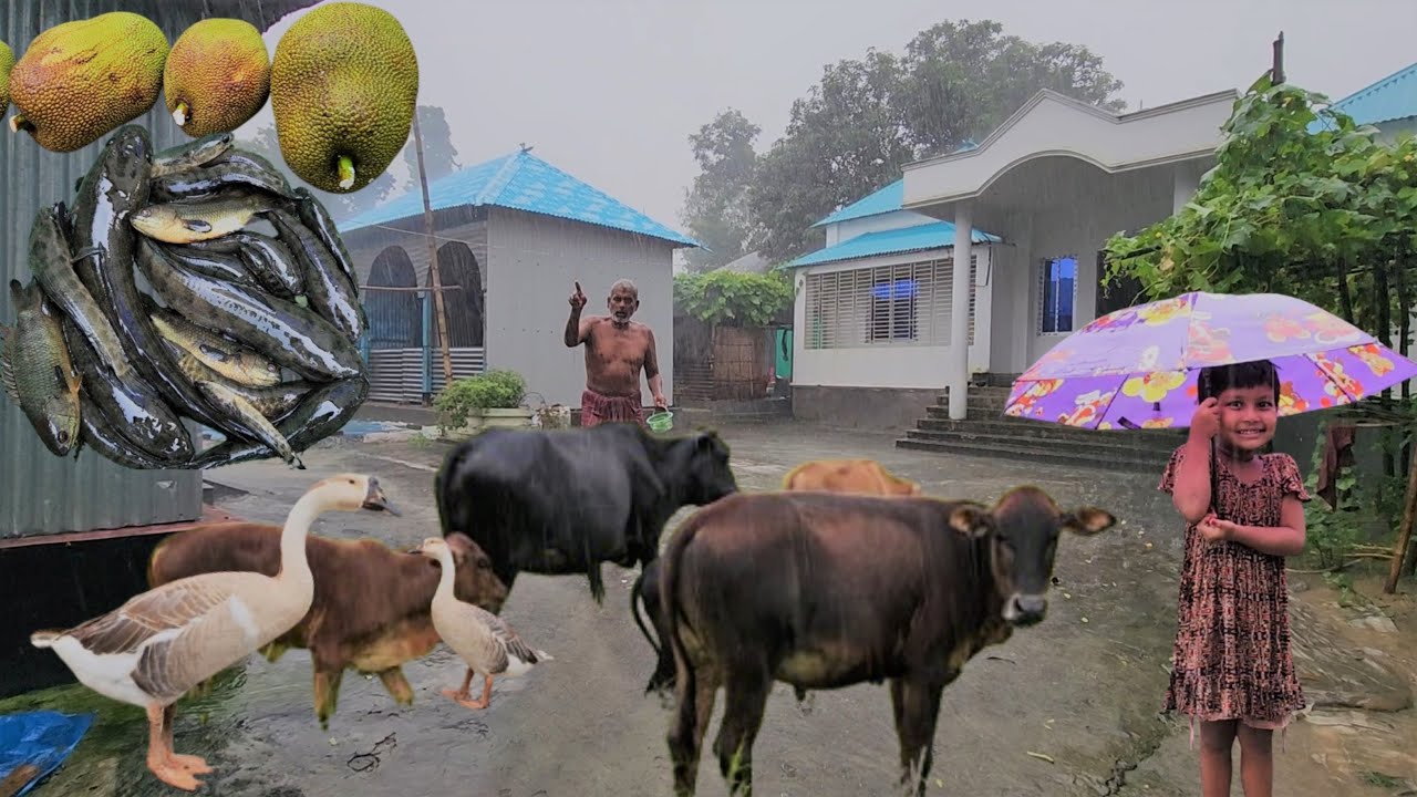 Refreshing Monsoon Rain Walk In a Beautiful Village Of Bangladesh | Rain Day | Village Vloger