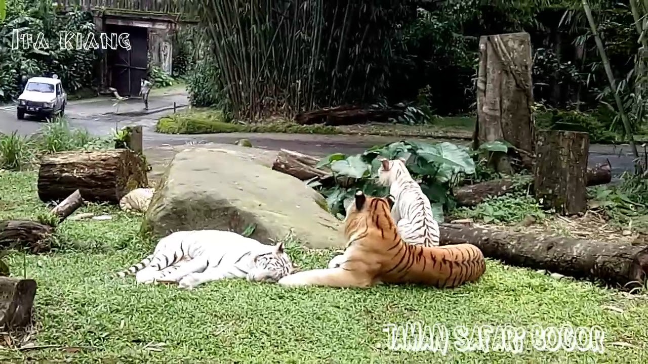 Taman Safari Bogor pemandangan alam sejuk YouTube