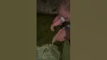 Hi Fishies Baby Babyares 