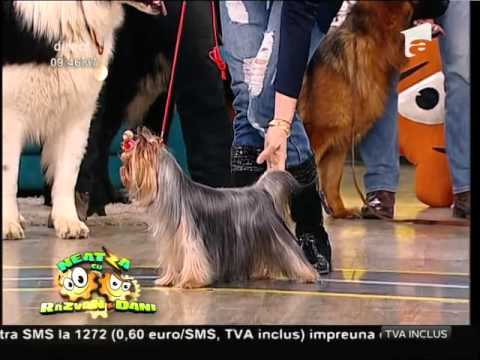 Video: Cum Să Restabiliți Pedigree Unui Câine