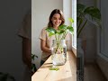 🌱 $15 for one pothos. Or 2 minutes for unlimited cuttings. Your choice