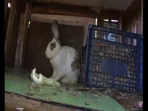 \"ძაან ჭრელის\" პირველი ბუდე და ივნისის თვის მოლოდინი! 08/06/2020