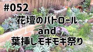 #052 花壇のパトロールandモギモギ祭り【多肉植物】Working video of succulents