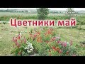 Цветники в конце мая. Экопоместье в Болгарии. Природное земледелие