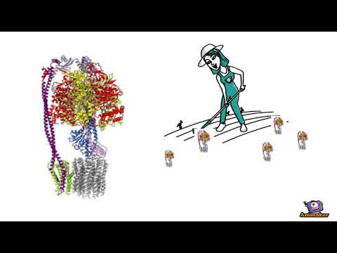 ATP Synthase
