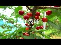 紅秀峰 Beni-Shuhou Cherry