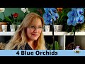 Fake vs real blue orchids exist care guide  curiosities