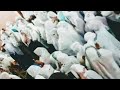 احواش نتمغرا ياسلام احواش نتمغارين