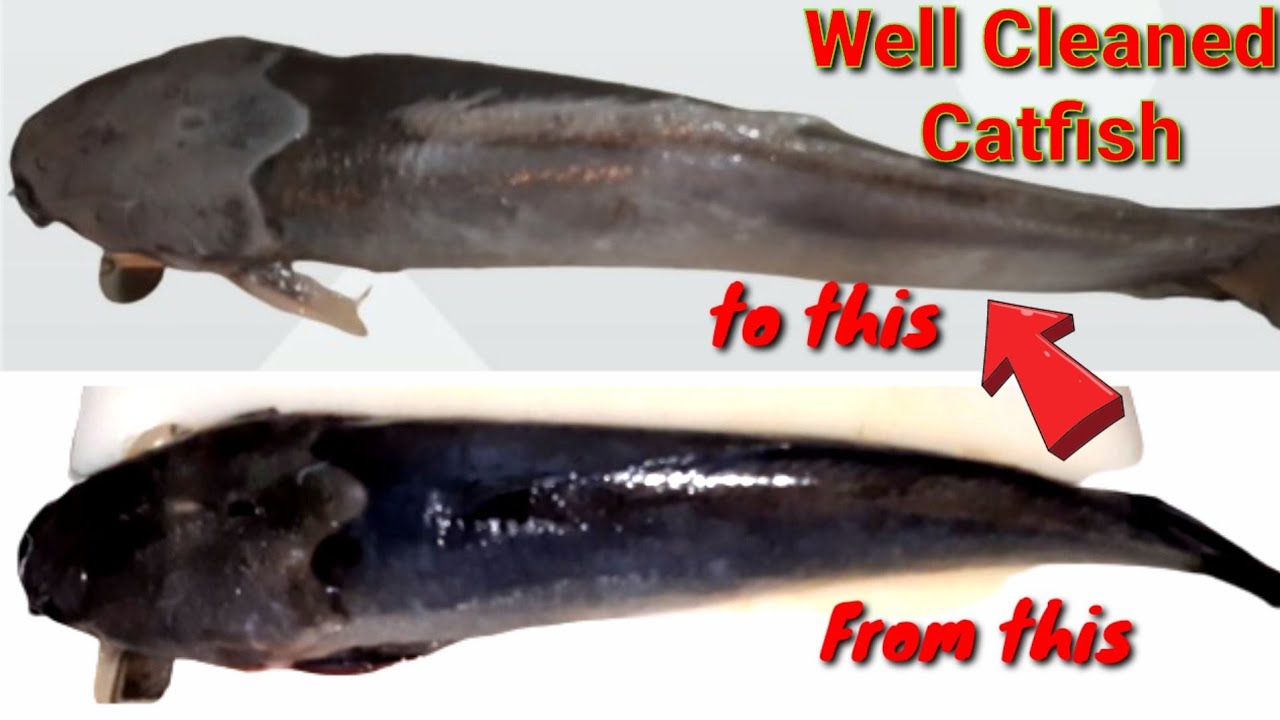 HOW TO CLEAN CATFISH PROPERLY AND EASILYDebbyTom YouTube