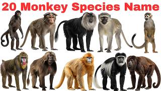 20 Monkey Species Names in English & Hindi 🐒 | Learn Different Monkeys with Pictures | Kids Learning