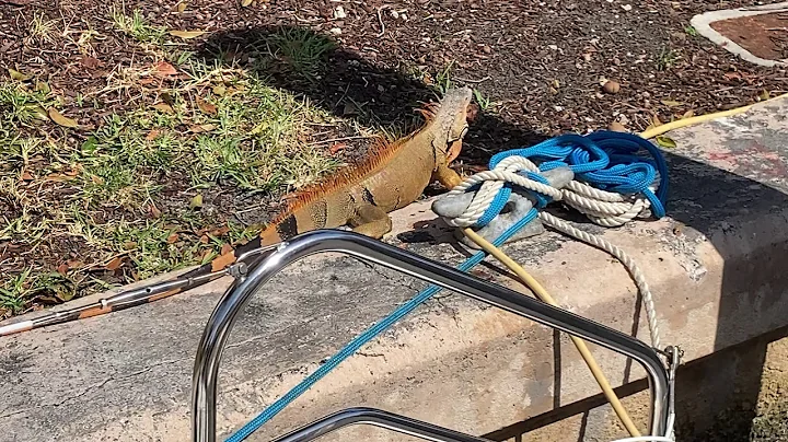 Meet our Neighbors