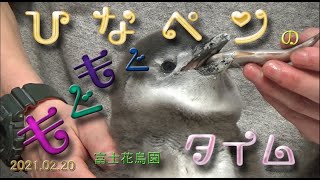 富士花鳥園：ひなペンのもぐもぐタイム　2021.02.20.