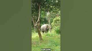 Tim Atlantis Petualang Sejarah melakukan misi petualangan menembus hutan rimba belantara sumatra