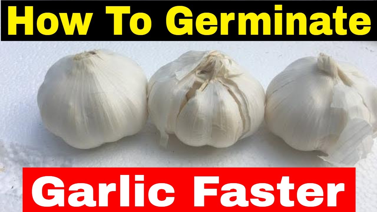 How to Germinate Garlic Faster 