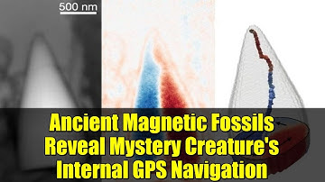 Ancient Magnetic Fossils Reveal Mystery Creature