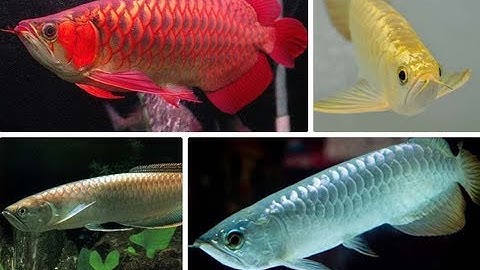 Cách nuôi cá rồng huyết long lên màu đẹp/ Làm sao nuôi cá rồng nhanh lên màu?