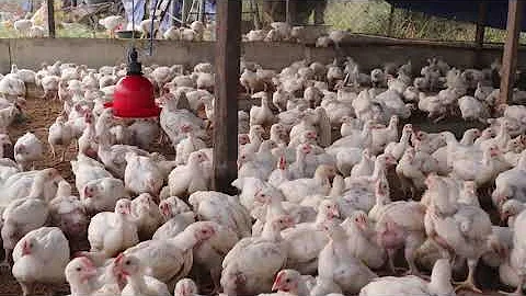 Why you shouldn't raise broilers above 7-8weeks  My experience