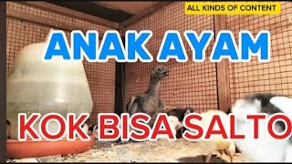 Anak ayam ini salto#ayam #anakayamlucu