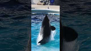 閲覧注意!!シャチがカモメを・・・ #Shorts #鴨川シーワールド #シャチ #カモメ #Kamogawaseaworld #Orca #Killerwhale