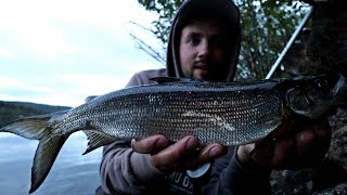 MAAILMAN PARAS SIIKAPAIKKA - TUHANSIA SIIKOJA, VAIN YKSI KALASTAJA