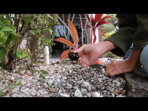 Video: Hawaiianische Ti-Pflanzen: Wie man eine Ti-Pflanze züchtet