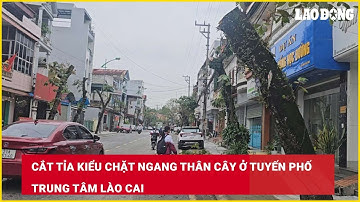 Cắt tỉa kiểu chặt ngang thân cây ở tuyến phố trung tâm Lào Cai| Báo Lao Động