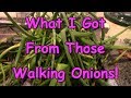 What I Got From those Walking Onions