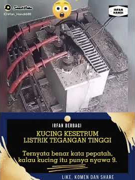 detik detik kucing kesetrum