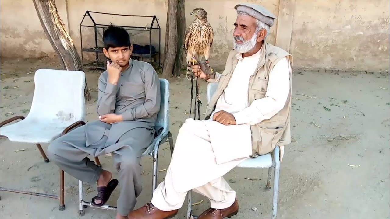 amazing Partridge hunting with goshawk eagle hunting Baz k sath