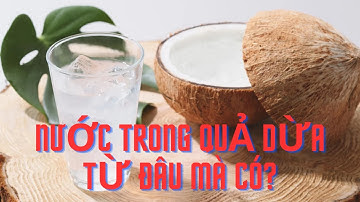 Nước Trong Quả Dừa Từ Đâu Mà Có?| NMT T1902