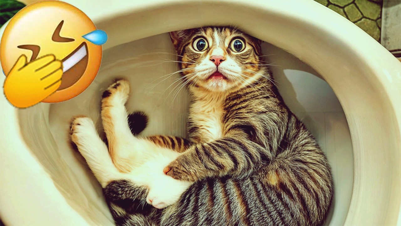 Try Not To Laugh 🍑 Funniest Cats & Dogs 😻 Funny Animals