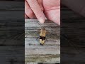 溺れたスズメガ