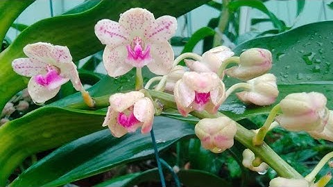 14/11 CHÂU RỪNG ĐẦM LẦY ĐANG NỤ HOA 0372094157 || PHONG LAN RỪNG