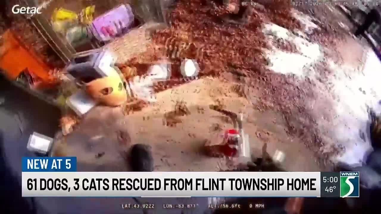 Animal Control on Flint Twp. dog hoarding rescue