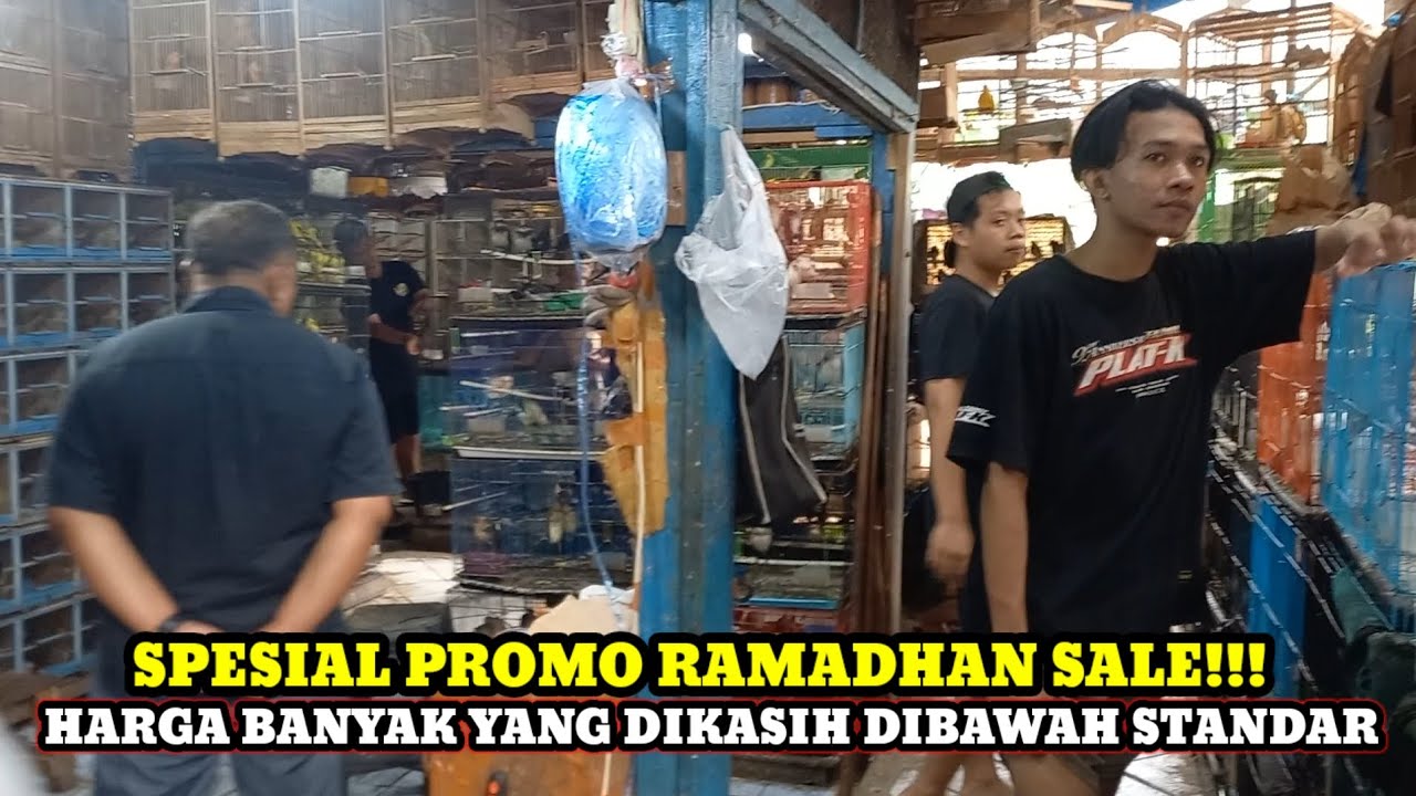 SPESIAL PROMO RAMADHAN SALE!!CEK HARGA BURUNG TERBARU DIKIOS SIGIT PASAR BURUNG PRAMUKA HARI INI
