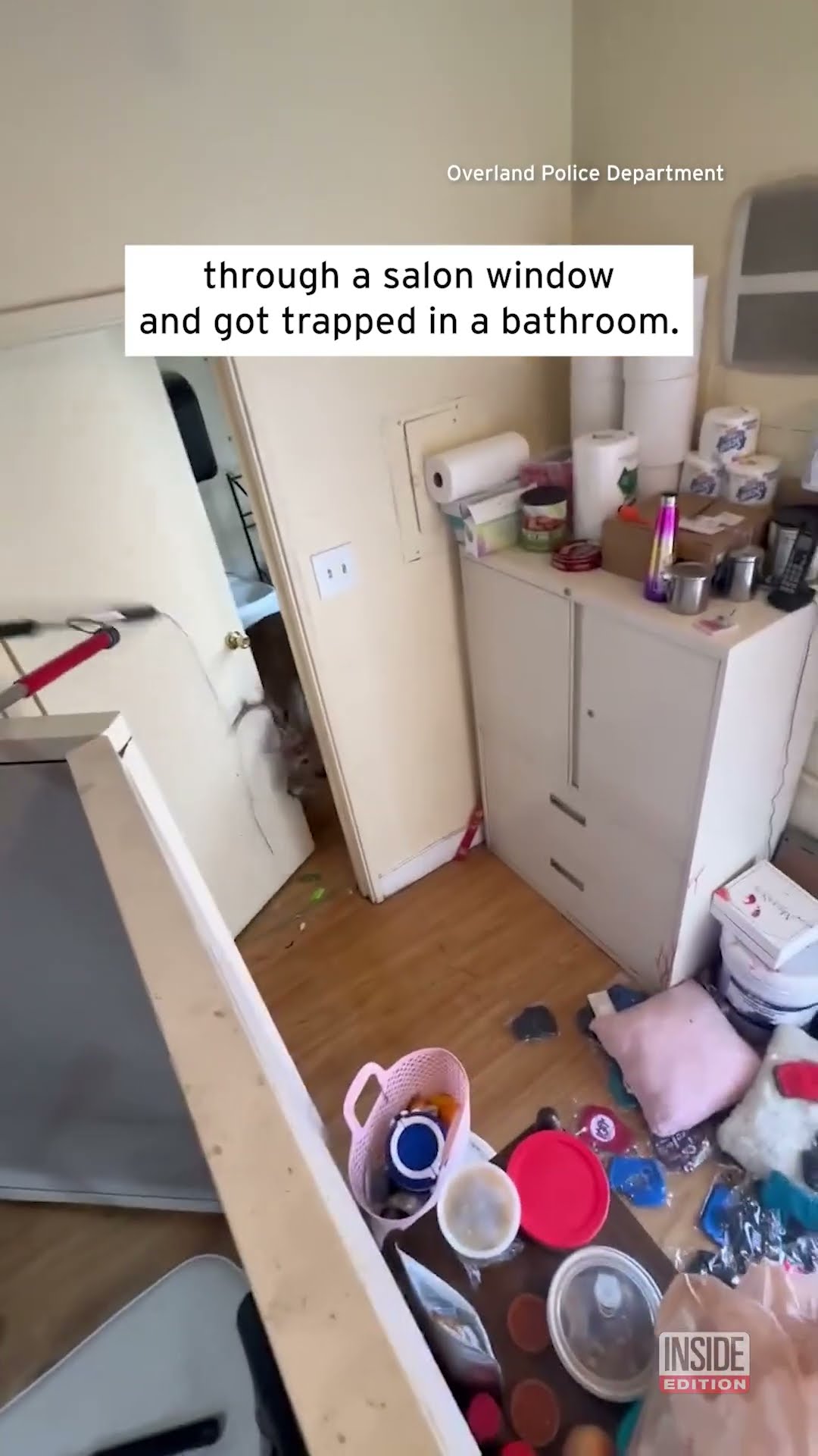 Deer Gets Trapped in Nail Salon #shorts