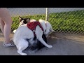 Dogfight At Dog Park Has A Shocking Ending